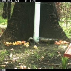 Wallabia bicolor (Swamp Wallaby) at Basin View, NSW - 12 Mar 2020 by simon.slater