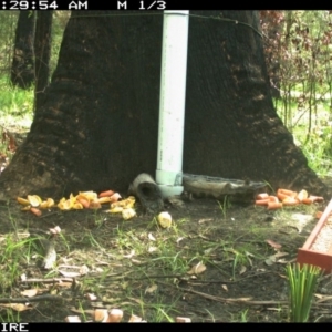 Wallabia bicolor at Basin View, NSW - 12 Mar 2020