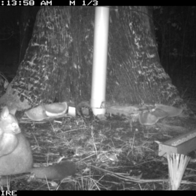 Phalangeridae (family) (Brushtail Possums) at Basin View, NSW - 13 Mar 2020 by simon.slater