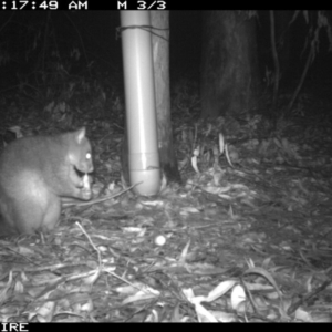 Trichosurus vulpecula at Tomerong, NSW - 10 Mar 2020 03:39 AM