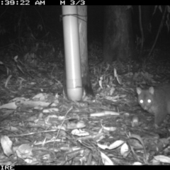 Trichosurus vulpecula at Tomerong, NSW - 10 Mar 2020 03:39 AM