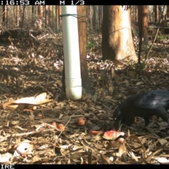 Corvus coronoides (Australian Raven) at Tomerong, NSW - 9 Mar 2020 by simon.slater