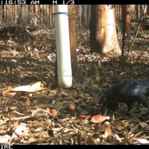 Corvus coronoides at Tomerong, NSW - 9 Mar 2020