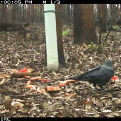 Corvus coronoides at Tomerong, NSW - 9 Mar 2020 05:00 PM