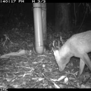 Vulpes vulpes at Tomerong, NSW - 11 Mar 2020