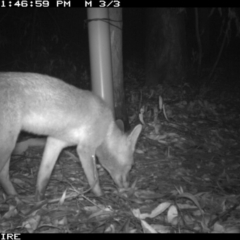 Vulpes vulpes at Tomerong, NSW - 11 Mar 2020