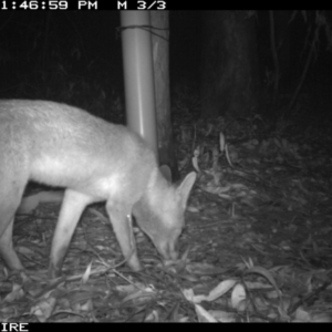 Vulpes vulpes at Tomerong, NSW - 11 Mar 2020 09:40 PM