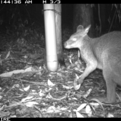 Wallabia bicolor (Swamp Wallaby) at Tomerong, NSW - 13 Mar 2020 by simon.slater