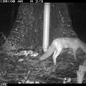 Vulpes vulpes at Basin View, NSW - 11 Mar 2020