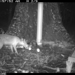 Vulpes vulpes at Basin View, NSW - 11 Mar 2020