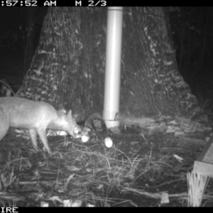 Vulpes vulpes at Basin View, NSW - 11 Mar 2020