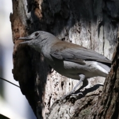 Colluricincla harmonica (Grey Shrikethrush) at Narrawallee Foreshore and Reserves Bushcare Group - 20 Mar 2020 by jbromilow50