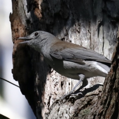 Colluricincla harmonica (Grey Shrikethrush) at Garrad Reserve Walking Track - 20 Mar 2020 by jb2602