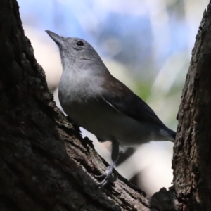 Colluricincla harmonica at Narrawallee Foreshore and Reserves Bushcare Group - 20 Mar 2020 01:56 PM