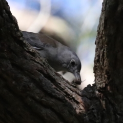 Colluricincla harmonica at Narrawallee Foreshore and Reserves Bushcare Group - 20 Mar 2020