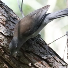 Colluricincla harmonica at Narrawallee Foreshore and Reserves Bushcare Group - 20 Mar 2020 01:56 PM