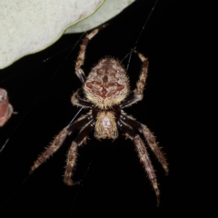 Hortophora transmarina (Garden Orb Weaver) at Mollymook Beach Bushcare - 20 Mar 2020 by jb2602