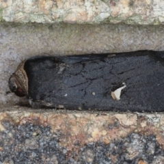 Proteuxoa cinereicollis (A noctuid or owlet moth) at Mollymook Beach, NSW - 20 Mar 2020 by jb2602