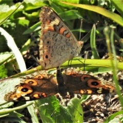 Junonia villida (Meadow Argus) at McQuoids Hill - 23 Mar 2020 by JohnBundock