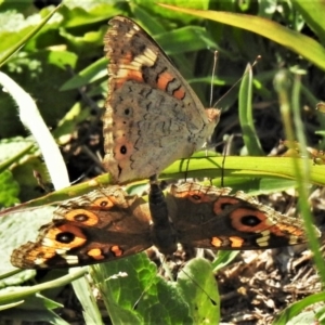 Junonia villida at Kambah, ACT - 23 Mar 2020