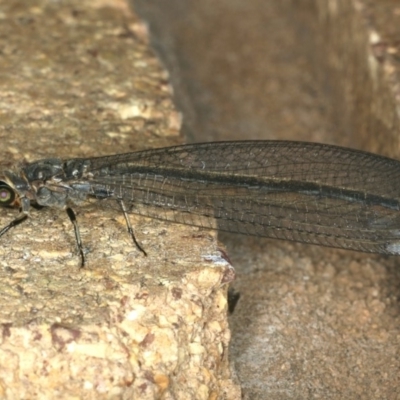 Myrmeleontidae (family) (Unidentified Antlion Lacewing) at Mollymook Beach, NSW - 20 Mar 2020 by jb2602