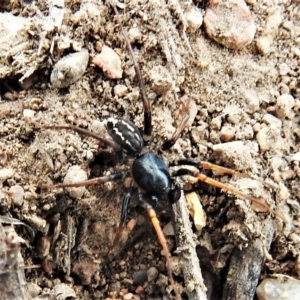 Zodariidae (family) at Tuggeranong DC, ACT - 23 Mar 2020 02:37 PM