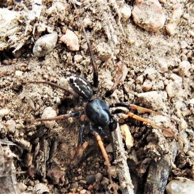 Zodariidae (family) (Unidentified Ant spider or Spotted ground spider) at McQuoids Hill - 23 Mar 2020 by JohnBundock