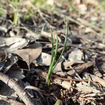 Diuris chryseopsis (Golden Moth) at Mount Painter - 22 Mar 2020 by CathB