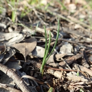 Diuris chryseopsis at Cook, ACT - 22 Mar 2020