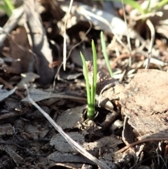 Diuris chryseopsis at Cook, ACT - suppressed