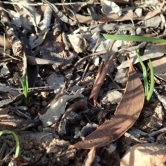 Diuris chryseopsis at Cook, ACT - suppressed