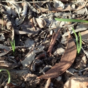 Diuris chryseopsis at Cook, ACT - 22 Mar 2020