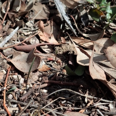 Caleana minor (Small Duck Orchid) at Aranda, ACT - 23 Mar 2020 by CathB