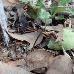 Caleana minor at Aranda, ACT - 23 Mar 2020