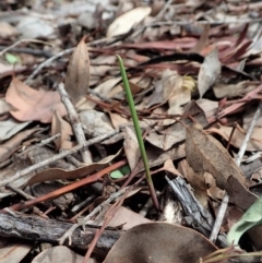 Lyperanthus suaveolens (Brown Beaks) at Aranda, ACT - 23 Mar 2020 by CathB