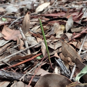 Lyperanthus suaveolens at Point 4081 - 23 Mar 2020