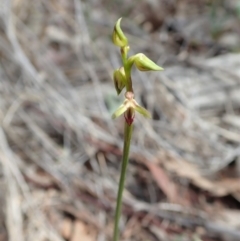 Corunastylis cornuta (Horned Midge Orchid) at Aranda Bushland - 23 Mar 2020 by CathB