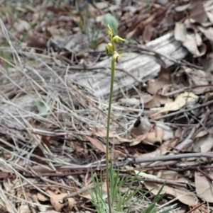 Corunastylis cornuta at Aranda, ACT - 23 Mar 2020