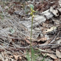 Corunastylis cornuta at Aranda, ACT - 23 Mar 2020