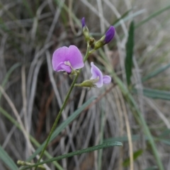 Glycine clandestina (Twining Glycine) at Tuggeranong Hill - 23 Mar 2020 by Owen