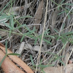 Glycine clandestina at Theodore, ACT - 23 Mar 2020 01:23 PM