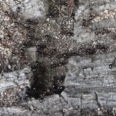 Papyrius nitidus (Shining Coconut Ant) at Theodore, ACT - 13 Feb 2020 by owenh