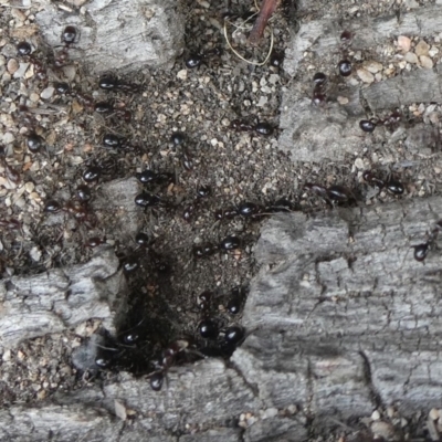 Papyrius nitidus (Shining Coconut Ant) at Tuggeranong Hill - 13 Feb 2020 by Owen