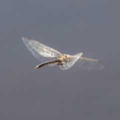 Hemicordulia tau at Downer, ACT - 20 Mar 2020