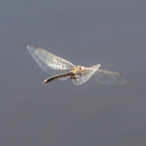 Hemicordulia tau at Downer, ACT - 20 Mar 2020