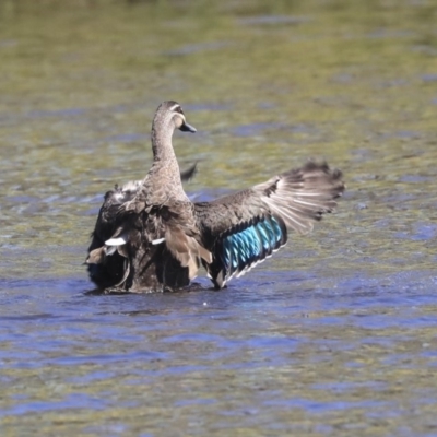 Anas superciliosa (Pacific Black Duck) at Dickson, ACT - 20 Mar 2020 by AlisonMilton