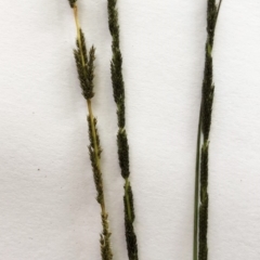 Sporobolus sp. (A Rat's Tail Grass) at Red Hill to Yarralumla Creek - 23 Mar 2020 by ruthkerruish