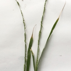 Ehrharta erecta (Panic Veldtgrass) at Red Hill to Yarralumla Creek - 7 Mar 2020 by ruthkerruish