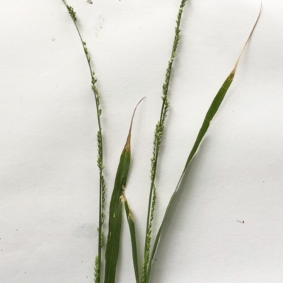 Ehrharta erecta (Panic Veldtgrass) at Hughes Garran Woodland - 7 Mar 2020 by ruthkerruish