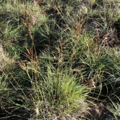 Sorghum leiocladum (Wild Sorghum) at Red Hill to Yarralumla Creek - 18 Mar 2020 by ruthkerruish
